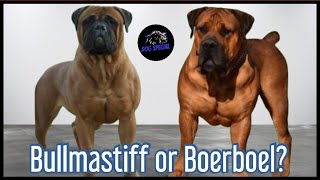 Bullmastiff oder Boerboel?