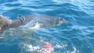 Great White Shark Tries to Bite Camera off South Australia