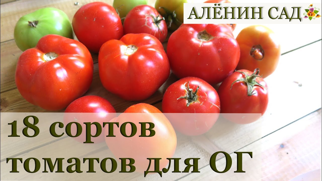 ⁣18 сортов томатов для открытого грунта / Низкорослые или детерминантные томаты
