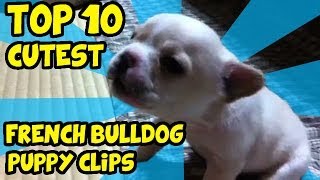 THE TOP 10 CUTEST FRENCH BULLDOG PUPPY VIDEOS OF ALL TIME(Squishy faced, bat eared, snorting messes. We love french bulldogs and they love being cute. Please subscribe to TubeSpaghetti for more funny animal videos: ..., 2014-02-05T08:41:21.000Z)