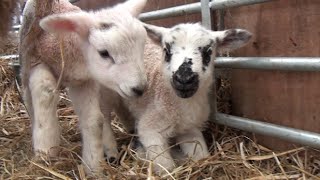 Lambing Sunday 2015 at Bicton College