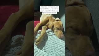 The most spoiled dog ever  #shorts #shortsfeed #dog #vizsla #puppyvideos #doglover #animallover