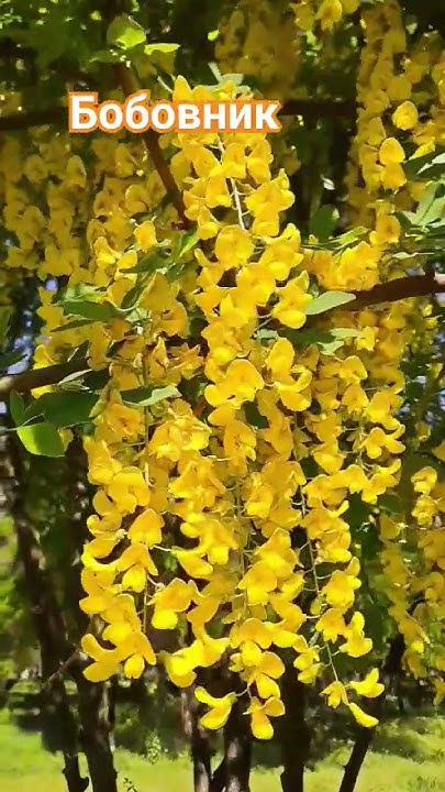 Бобовник анагировидный, ил золотой дождь #цветы #квіти #flowers - YouTube