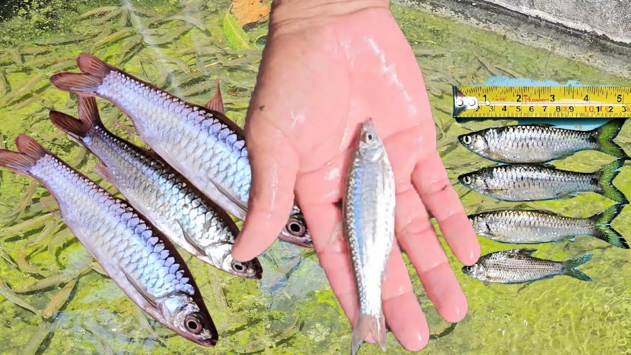 #เพาะเลี้ยงปลาซิวอ้าวปลาซิวควายในกระชังบก!!แบบประสบความสำเร็จ