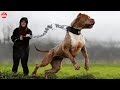Nếu Thấy Con Chó Này, Hãy Chạy Ngay Đi! | Top 10 Huyền Bí