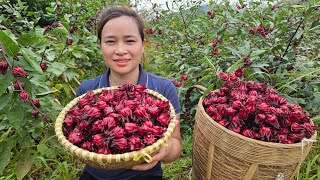 Harvesting RED ATISO FLOWER Goes to market sell  Build Garden  Live with nature