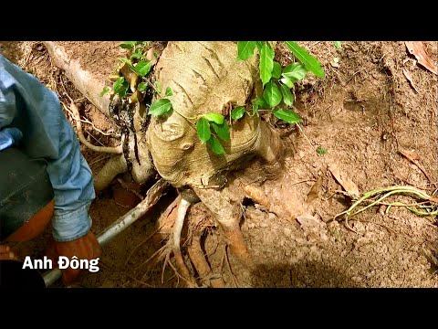 Cách bứng trồng cây sung đơn giản