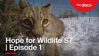 Hope for Spring | Episode 1 | Hope for Wildlife S7 | TVO Docs