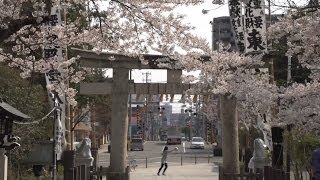 2014 Tohoku Sakura Tour Sendai Tosho gu