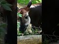 🌱 Why the Okapi is Vital to Its Rainforest Home 🌳