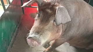 видео: Как прошли опоросы. Слепой поросенок. Огород. Майская рядовка. картинка: Как прошли опоросы. Слепой поросенок. Огород. Майская рядовка.