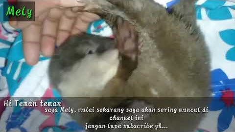 Bermain bersama baby berang-berang, berang-berang bonding / otter / sero / linsang