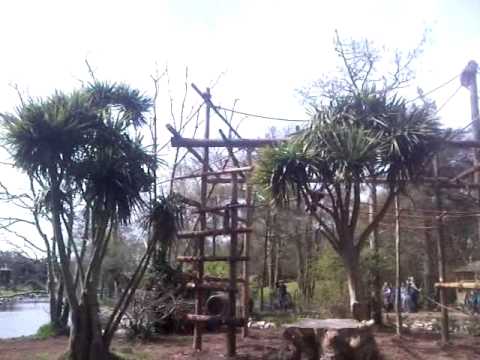 fota ota 違い Siamang Gibbon are introduced to new play area
