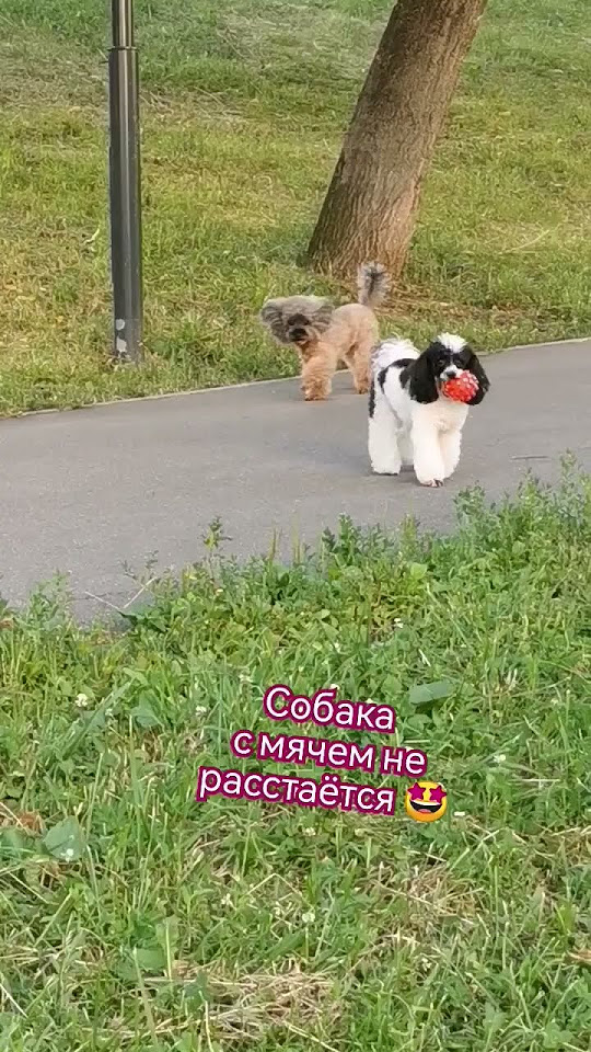 Собака с мячем #dogs #shorts - YouTube