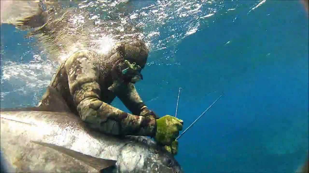 Spearfishing Ulua on Oahu, Hawaii 
