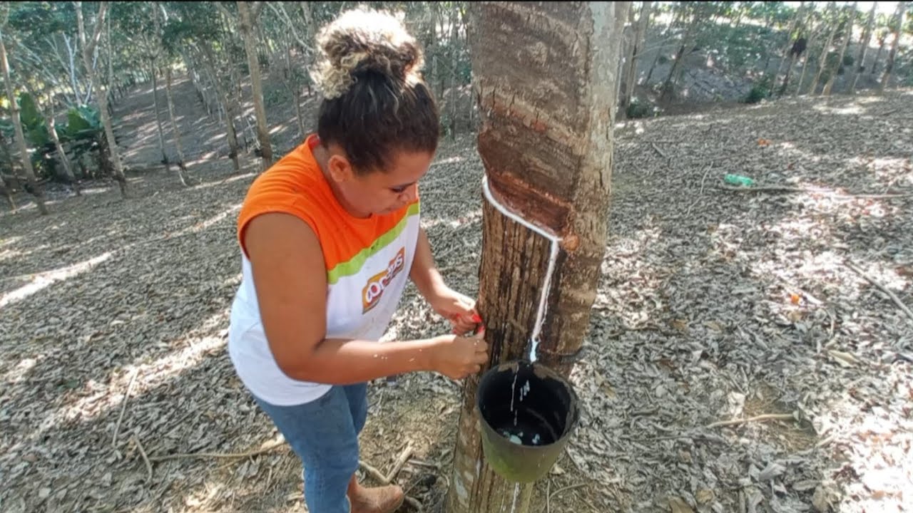 mais um dia de trabalho na seringueira primeiro corte de etrel.