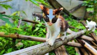 kitten Petualang | kittens are on an adventure