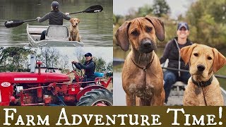 Rhodesian Ridgeback and Labrador Retriever | Dog Training Adventure! screenshot 4