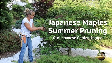 Japanese Maples Summer Pruning | Our Japanese Garden Escape