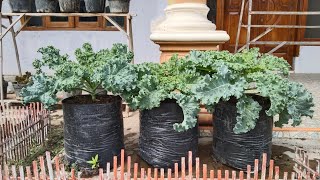 cara menanam kale dipolibag dari semai sampai panen || how to grow weak kale from semai to harvest