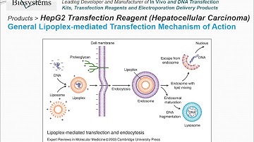 Altogen Biosystems HepG2 Transfection Reagent