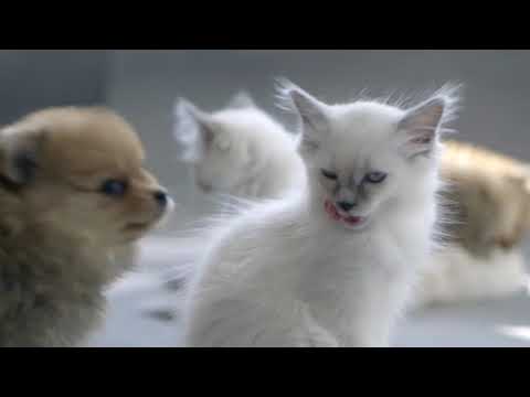 Video: Varför Behöver Valpar Och Kattungar Så Många Boosters?