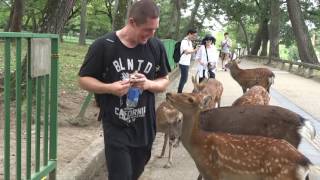 Feeding Deer in Nara Japan