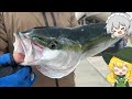 【ゆっくり実況】釣り初心者に大物釣らせてみた【ゆっくり料理】【ゆっくり解説】