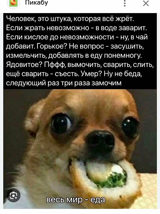 Ммм сяке маки мем с собакой