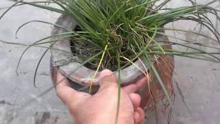 How To Grow Saffron Plant At Home (Urdu/Hindi)