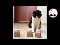 NHỮNG CHÚ MÈO HÀI HƯỚC #1 - FUNNY CATS