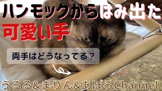 【サビ♀シャム♀茶トラ♂】うるるの両手｜喧嘩しながらも距離が縮まる猫たち｜身支度を邪魔する茶トラ by UruMariApo Channel 55 views 2 years ago 5 minutes, 46 seconds