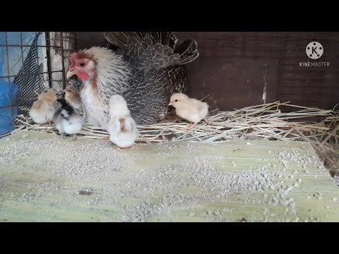 แม่ไก่แจ้จอมหวงลูกและขยันเลี้ยงลูก