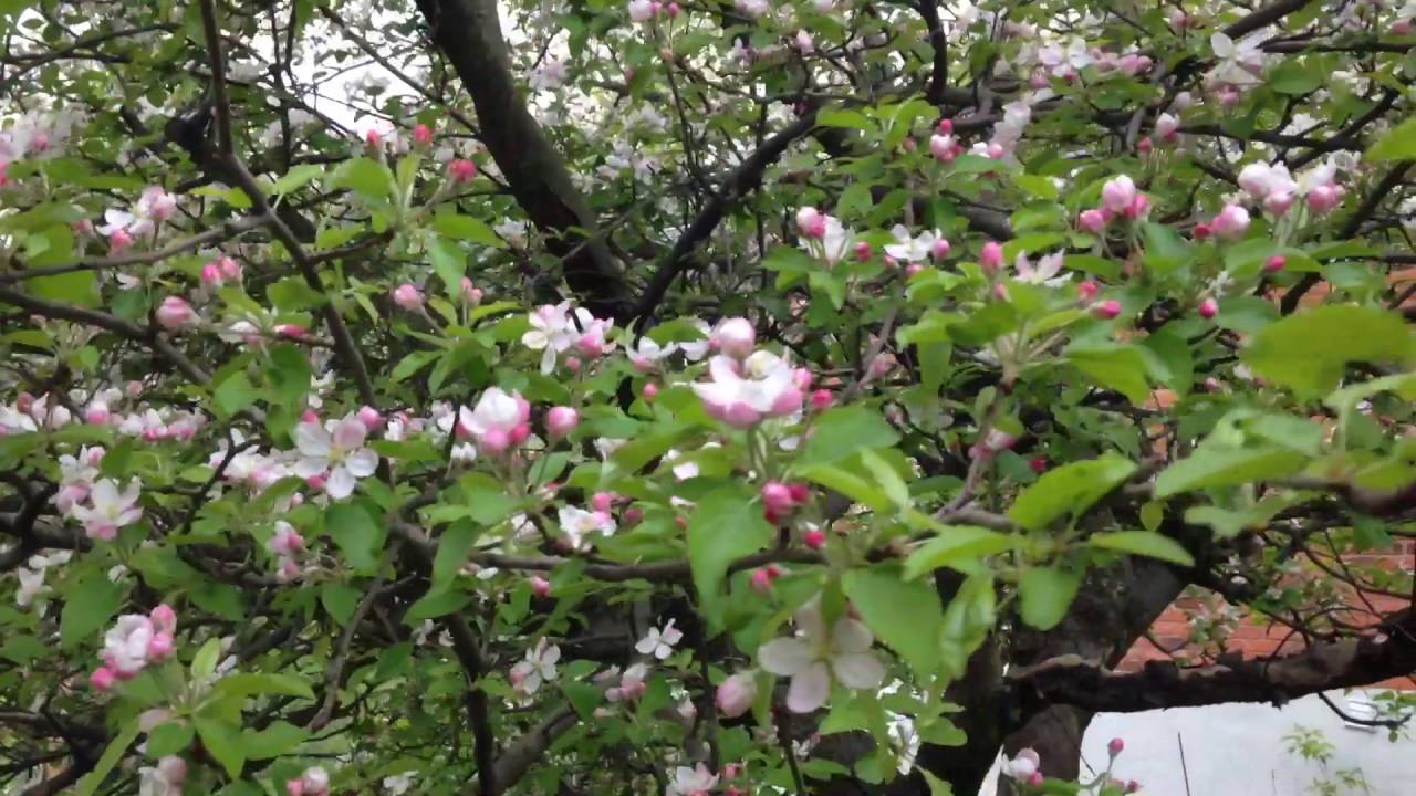 Golden delicious in Full Bloom YouTube