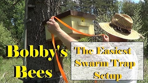 THE EASIEST SWARM TRAP SETUP