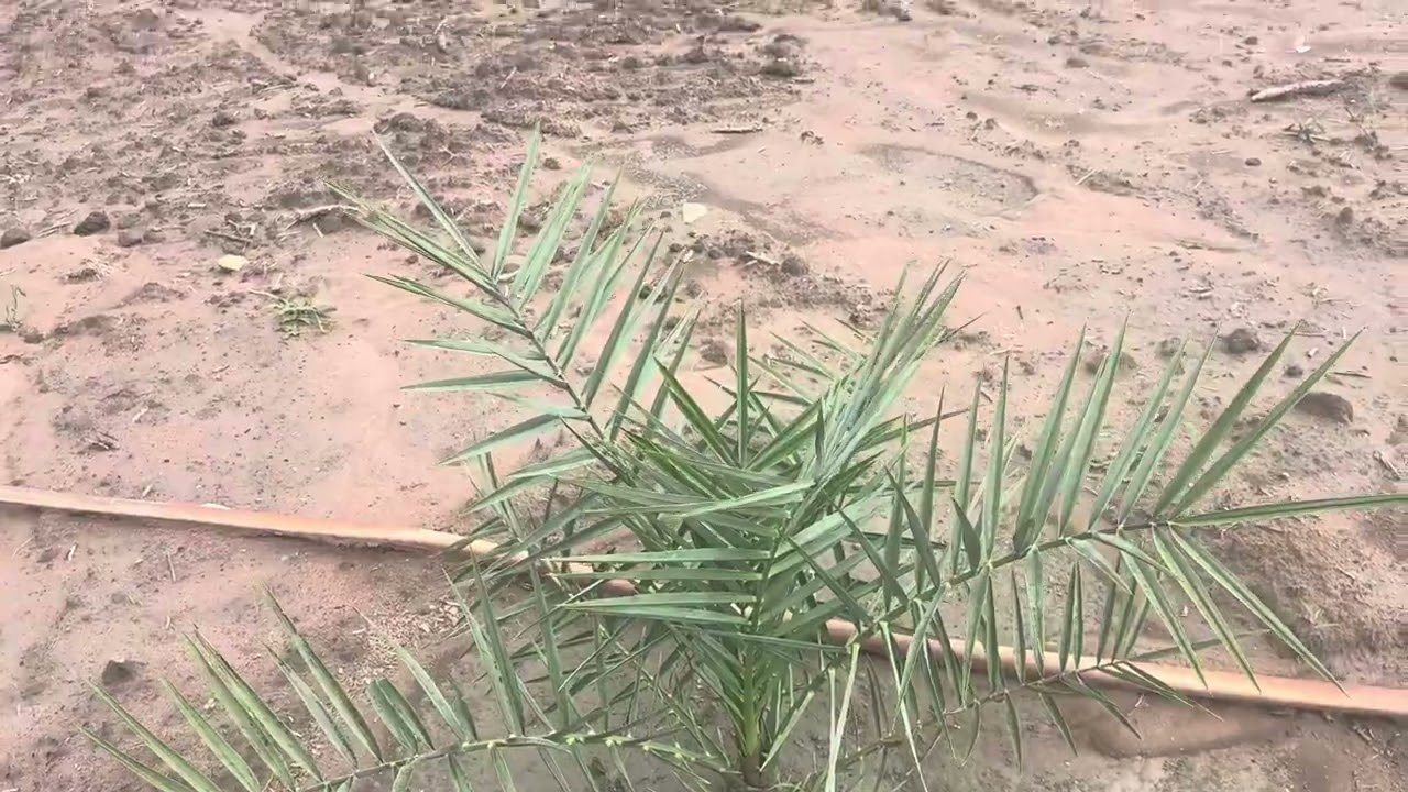 Hậu quả của trồng cây hạt  lh: 0918940682