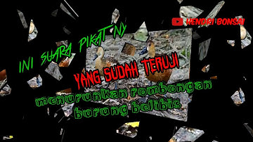 suara pikiat burung belibis alis ireng