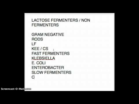 Video: Ce sunt bacteriile care fermentează lactoza?