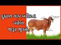 દુધાળ પશુ કેવું પસંદ કરશો?/ Pashu kevu Pasand karvu/ tabelo /gir cow/Dairyfarm