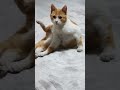 what s up boiis #cat #cute #funny #kitten #kitty #trend #resque #love #annimalsfunny