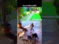 moonkey hooting on all pets.#foryou #trending #viral #reels #shorts #comedy