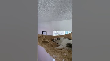Yoshi enjoying his hammock and rainbow cat nip toy 🥰🐈😻 #cutecats