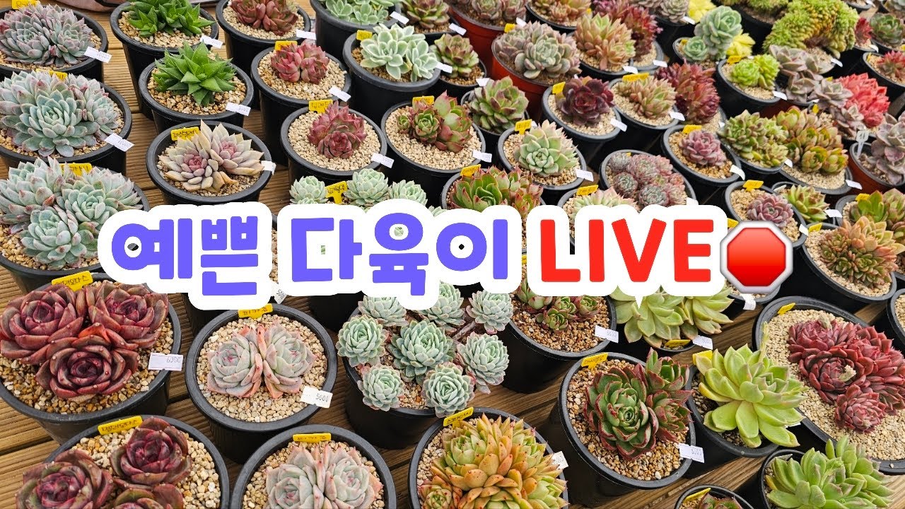 🌿득템찬스! 외두·군생 다육이 라이브 판매 시작합니다.