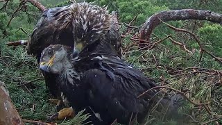 Kaljukotkas~Mom and Margit  🥰 Both watch a small bird~5:29 p.m. 2022/06/18