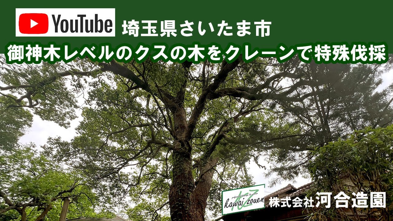 埼玉県さいたま市岩槻区 御神木レベルのクスの木をクレーンで特殊伐採