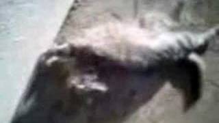 chat de phenix-dz