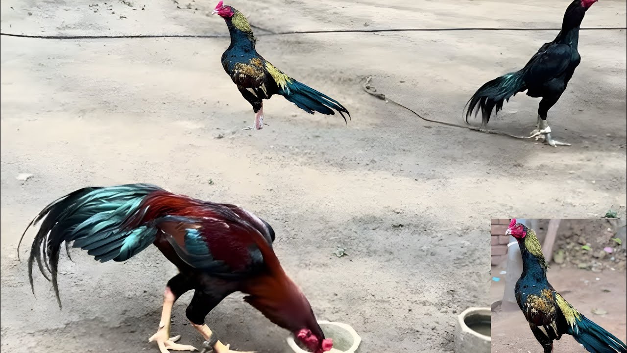 Top Class Aseel Rooster 🐓 | Pakistani Aseel Breed 