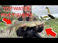 TOPWATER PIKE FISHING - LURE GETS SMASHED