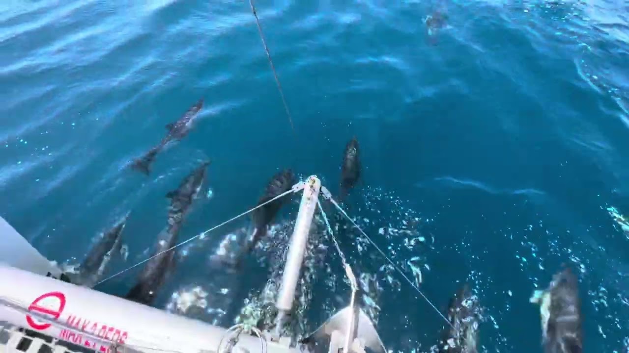 Dolphins Spotting Catamaran Dragon de Oro #costadelsol #sailing #benalmádena #malaga #summer