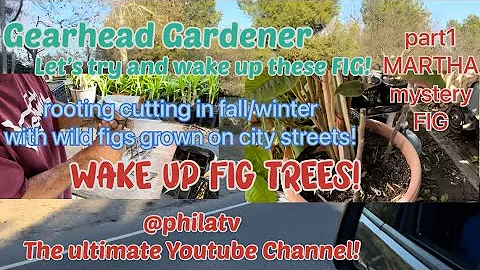 WAKE UP FIGS WAKING UP FIG CUTTING pre-DORMANT fall/winter part1 “HOTBOX” GEARHEAD GARDENER @philatv